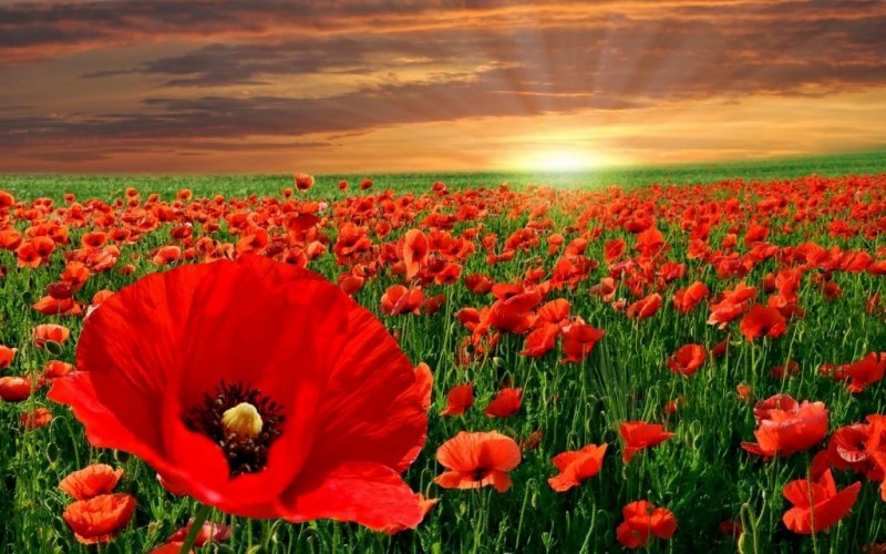 paisaje, flores, atardecer, eclesiastés, análisis