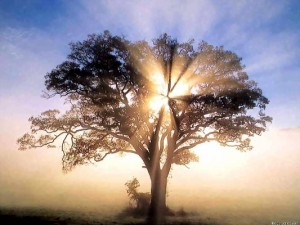 fe, oracion, arbol, atardecer
