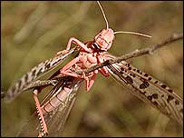 langostas, insectos