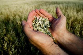 semilla, plantacion, germinacion, sembrar, sembrador, siembra