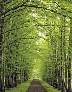 sendas, camino, bosque, sendero, sendas antiguas, bosquejo