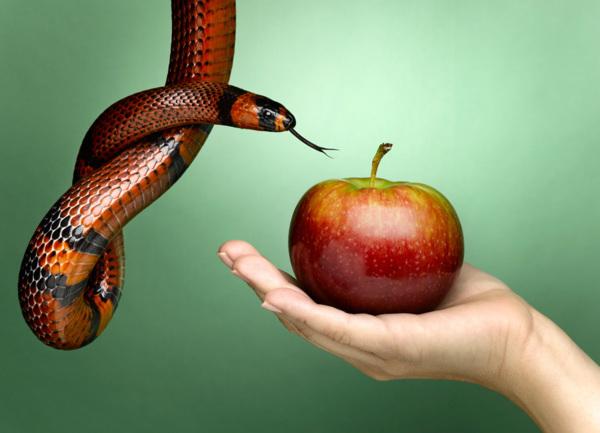pecador, locura, manzana, culebra