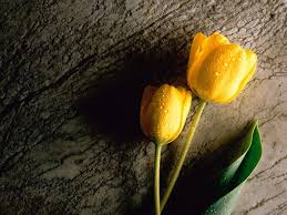 tulip, 5 ejes teologia calvinista, juan calvino, 