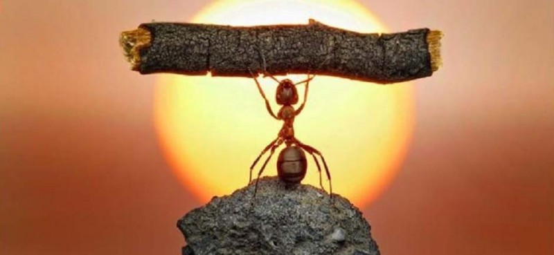 motivacion, psicologia, estudio, hormiga levantando palo