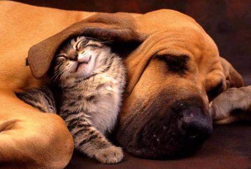 tolerancia, gato, perro