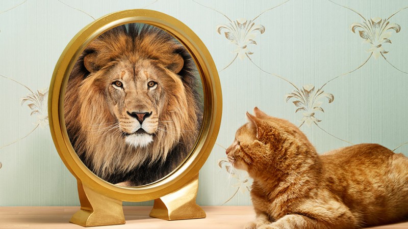 autoengano, leon, gato, espejo, reflejo